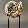 Аммонит Speetoniceras versicolor 17х15 см