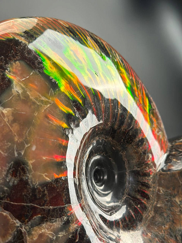 Аммонит Craspedodiskus discofalkatus красный перламутр 