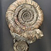 Аммонит Speetoniceras versicolor 43х36 см