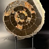 Аммонит Speetoniceras versicolor 35х30 см
