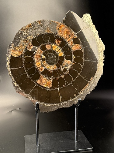 Аммонит Speetoniceras versicolor 35х30 см