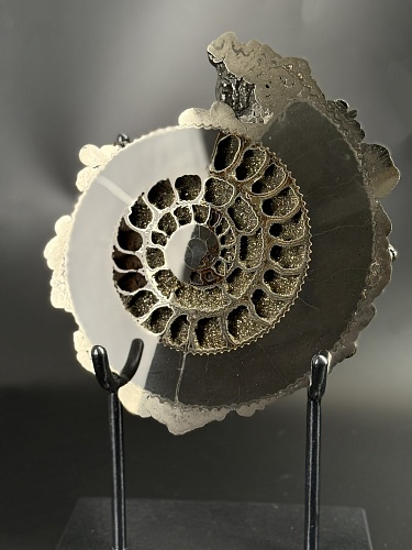 Аммонит Speetoniceras versicolor  26х23 см