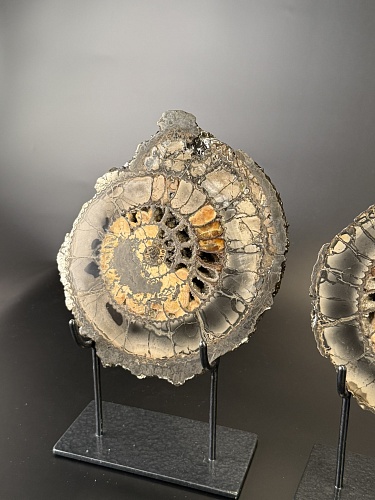 Аммонит Speetoniceras versicolor ПАРА 18х16 см