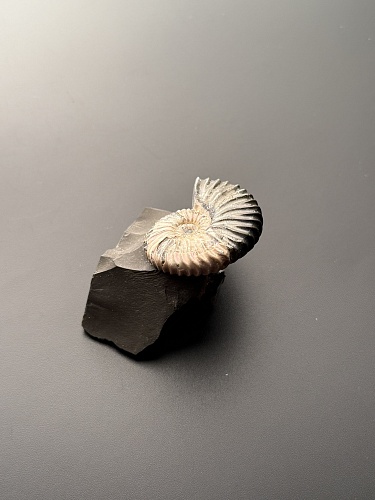 Аммонит Deshayesites volgensis 43х35 мм