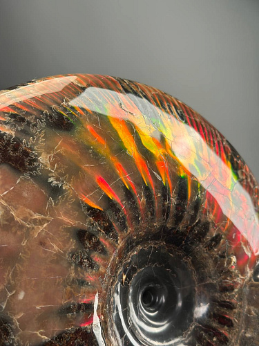 Аммонит Craspedodiskus discofalkatus красный перламутр 