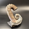 Развернутый аммонит Audouliceras 180х130х80 мм