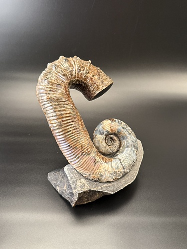 Развернутый аммонит Audouliceras 180х130х80 мм