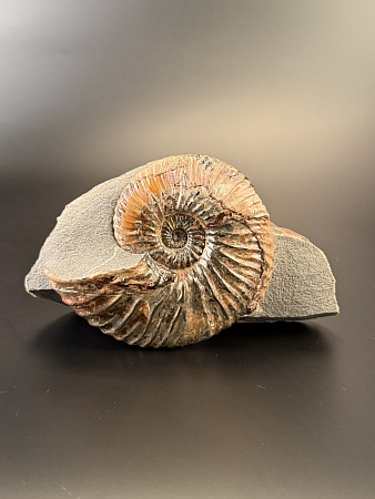 Аммонит Deshayesites imitator 120х90мм