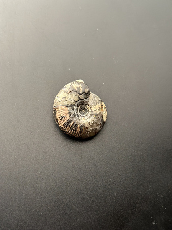 Аммонит Craspedites sp 36x32 мм