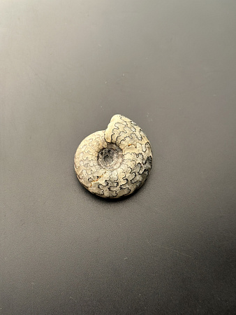 Аммонит Craspedites sp 36x32 мм