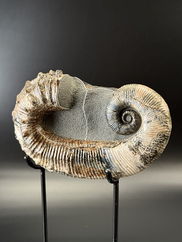 Развернутый аммонит Audouliceras 210х120х50 мм
