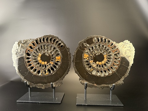 Аммонит Speetoniceras versicolor ПАРА 32х29 см 