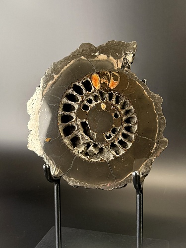 Аммонит Speetoniceras versicolor ПАРА 24х22 см