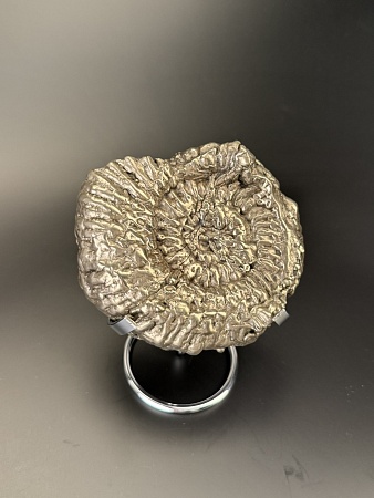 Аммонит Speetoniceras versicolor  120х100 см