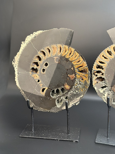 Аммонит Speetoniceras versicolor ПАРА 24х20 см    