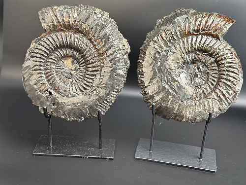 Аммонит Speetoniceras versicolor ПАРА 24х20 см    