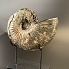Аммонит Deshayesites imitator  210 х160мм