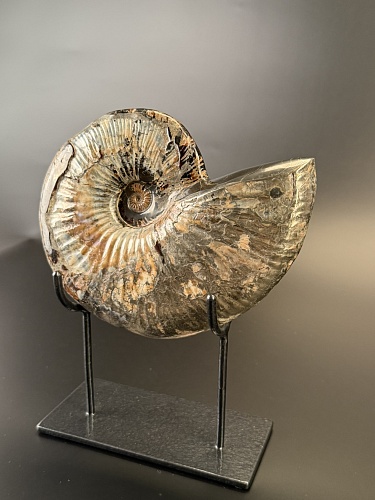 Аммонит Deshayesites imitator  210 х160мм