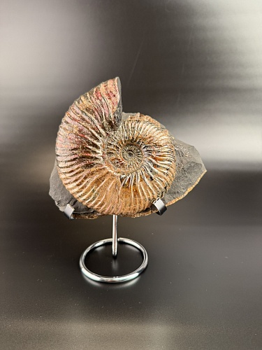 Аммонит Deshayesites   150х1130мм