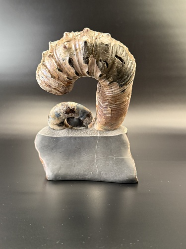Развернутый аммонит Audouliceras 180х130х80 мм