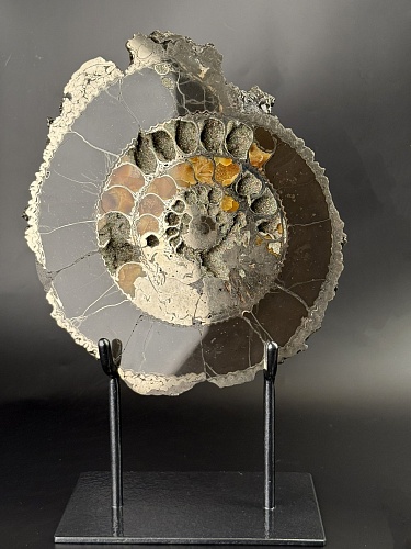 Аммонит Speetoniceras versicolor ПАРА 31х26 см