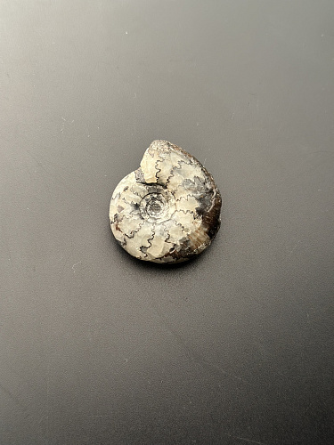 Аммонит Craspedites sp 35x31 мм