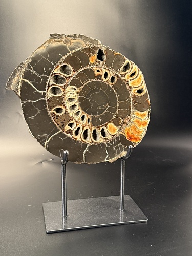 Аммонит Speetoniceras versicolor 31х26 см