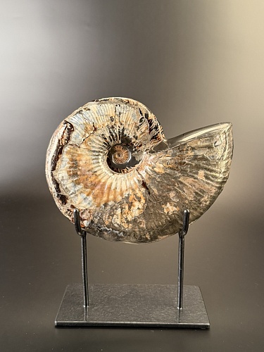 Аммонит Deshayesites imitator  210 х160мм