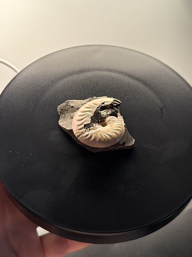 Аммонит Aconeceras trautscholdi 37х31 мм