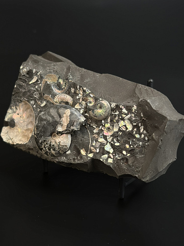 Аммонит Aconeceras tr. и Deshayesites volgensis слоек 115х60 мм
