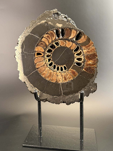 Аммонит Speetoniceras versicolor ПАРА 30х28 см