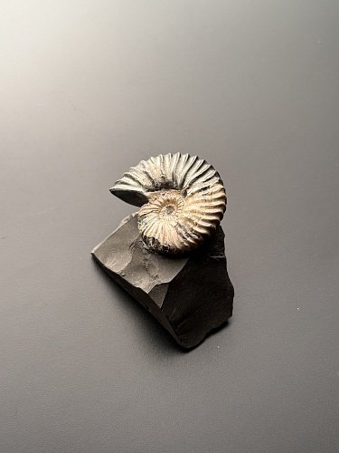 Аммонит Deshayesites volgensis 43х35 мм
