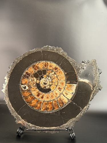 Аммонит Speetoniceras versicolor ГИГАНТ 48х40 см