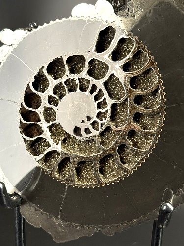 Аммонит Speetoniceras versicolor  26х23 см