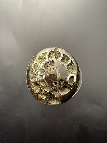 Аммонит кабошон 60х55 мм