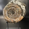 Аммонит Speetoniceras versicolor 31х26 см