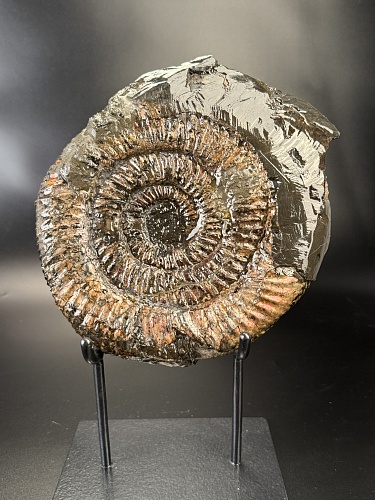 Аммонит Speetoniceras versicolor 31х26 см