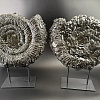 Аммонит Speetoniceras versicolor ПАРА 42х35 см