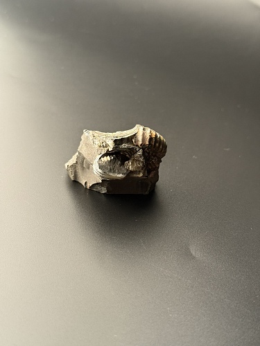 Аммонит Deshayesites volgensis 41х40 мм