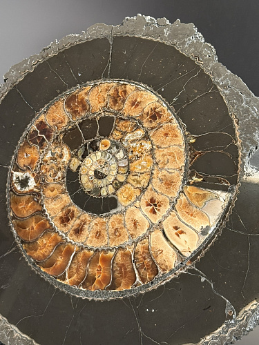 Аммонит Speetoniceras versicolor ГИГАНТ 48х40 см