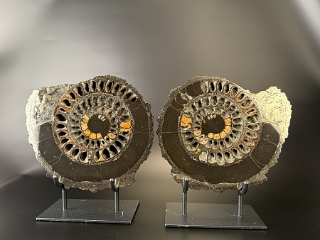 Аммонит Speetoniceras versicolor ПАРА 32х29 см 