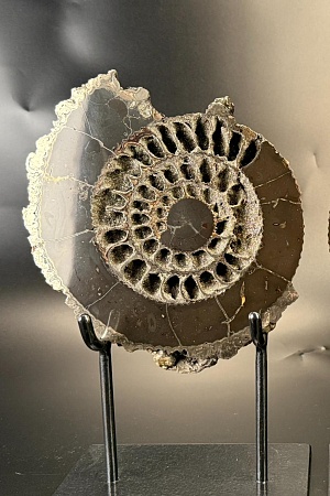 Аммонит Speetoniceras versicolor 26х21 см