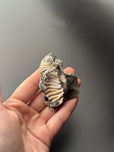 Аммонит Deshayesites volgensis 69х43 мм