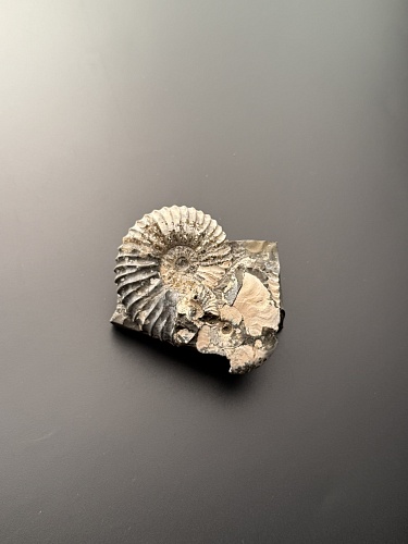 Аммонит Deshayesites volgensis 50х42 мм