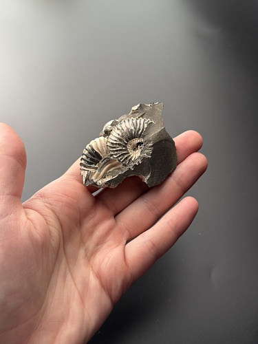 Аммонит Deshayesites volgensis 69х43 мм