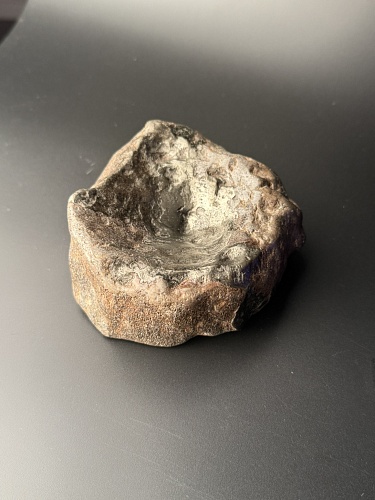 Позвонок ихтиозавра