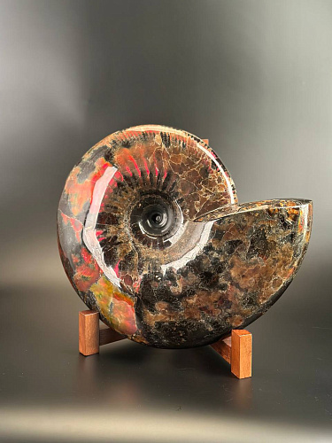 Аммонит Craspedodiskus discofalkatus красный перламутр 