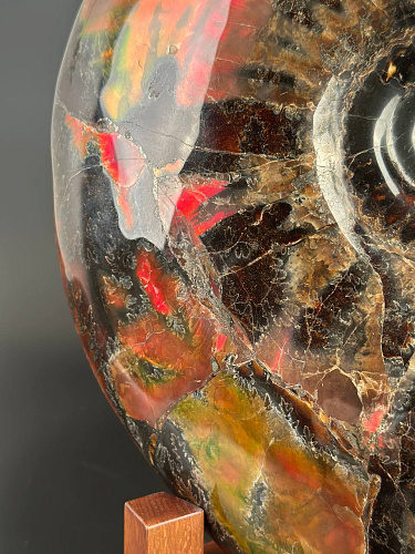 Аммонит Craspedodiskus discofalkatus красный перламутр 