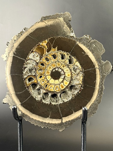 Аммонит  Speetoniceras versicolor ПАРА  24х22 см