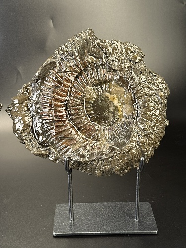 Аммонит Speetoniceras versicolor ПАРА 24х23 см